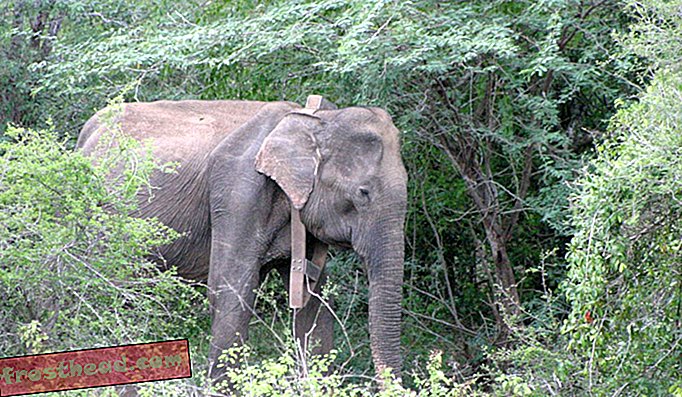 אחד הפילים חובש צווארון GPS כחלק ממחקר הסכסוכים בין פילים אנושיים של ה- SCBI במיאנמר.