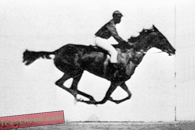 artículos, en el smithsonian, de las colecciones, innovación, innovadores - Cómo un fotógrafo del siglo XIX hizo el primer 'GIF' de un caballo al galope