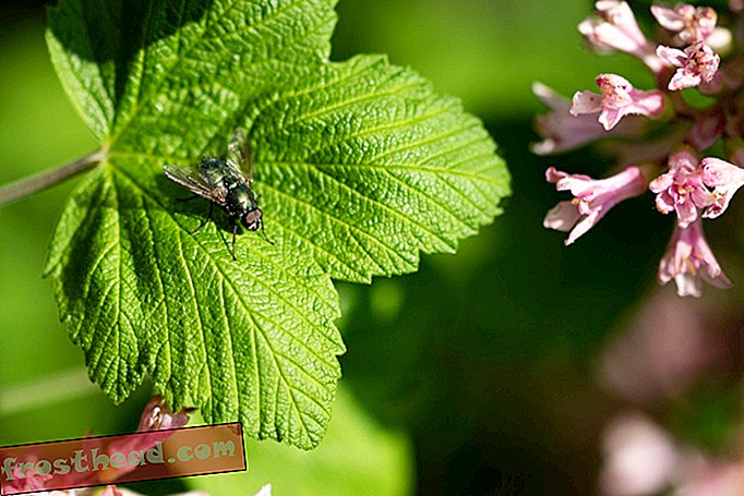 Hoe fly lef helpt onderzoekers het regenwoud catalogiseren