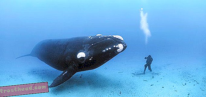 Brian Skerry on maailma parim töö: ookeanifotograaf
