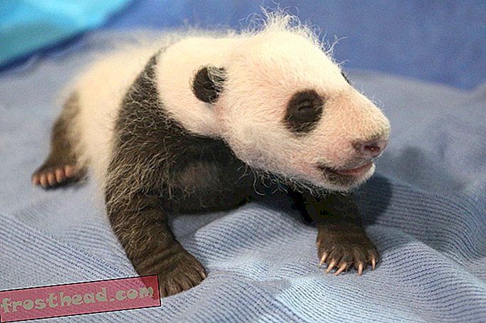 Ново видео: The Panda Cub киха (весело!)