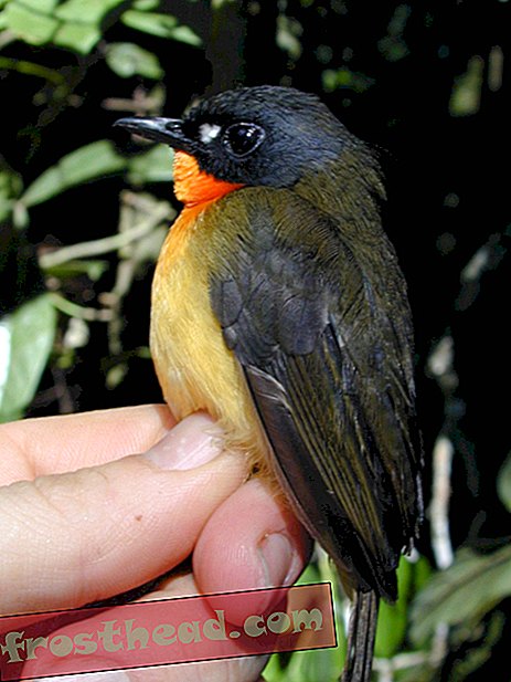 Znanstveniki najdejo drugo vrsto Forest Robin