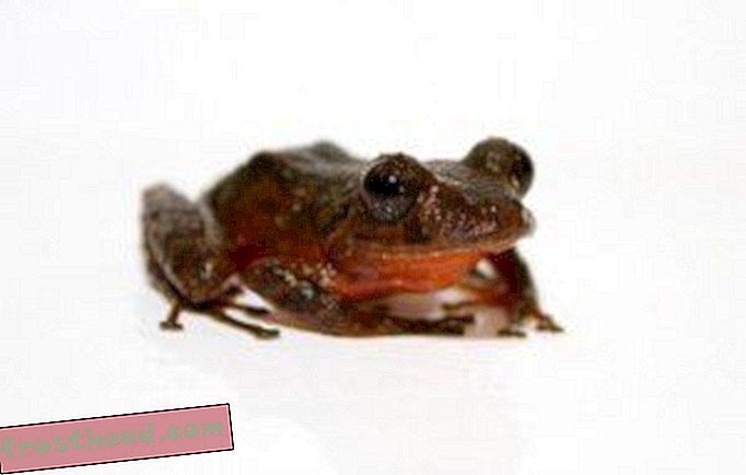 Три нови вида жаби са изправени пред несигурно бъдеще