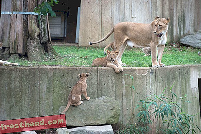 Zoo's Fire Lion Cubs møter deres forundrende fans