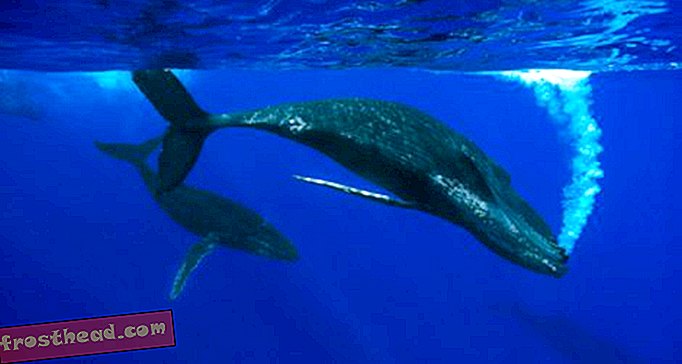 Flip Nicklin, photographe extraordinaire des baleines, raconte des histoires au Ripley Center