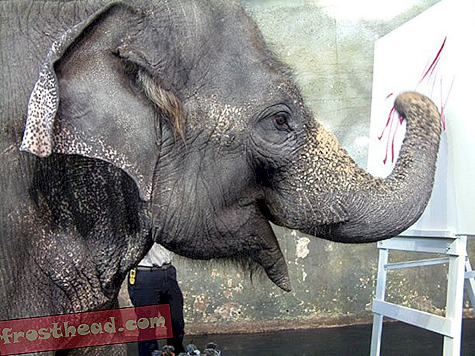 חדשות ענקיות מגן החיות: שלושה פילים חדשים עוברים לגור ב-מאמרים, בסמיתסוניאן, תערוכות, בלוגים, ברחבי הקניון, חיות בר