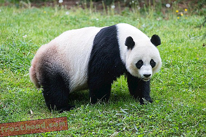 В этом году в зоопарке Мей Сян нет новичка