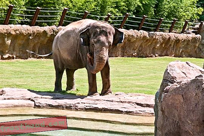 Nouvelle maison du zoo national des éléphants