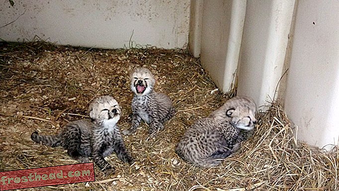 La nuova mamma ghepardo guadagna il massimo dei voti prendendosi cura dei suoi tre nuovi cuccioli di Smithsonian