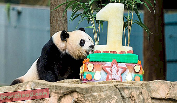 Giant panda cub Bei Bei fejrede sin første fødselsdag i National Zoo i august 2016.