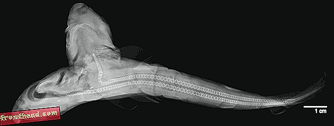 En tohovedet haj og andre røntgenbilleder ved Smithsonian