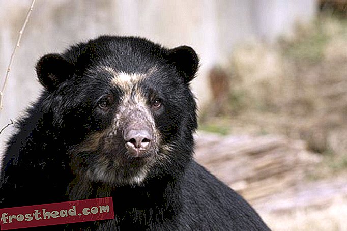 Posodobitev o andskih medvedjih mladičih v živalskem vrtu