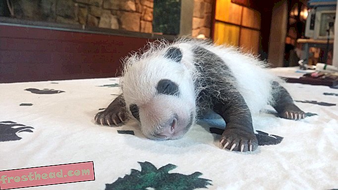 Ο Εθνικός ζωολογικός κήπος θέλει τις πιο θαυμάσιες φωτογραφίες σας Cam Panda