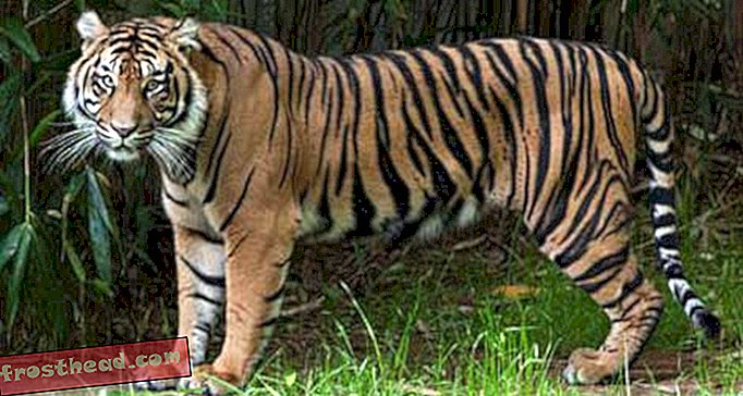 статии, в smithsonian, блогове, около мола - Roar!  Нов тигър с име Дамай е поздравител на посетителите в зоопарка