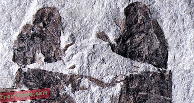 Te žuželke so umrle med seksom pred 165 milijoni let