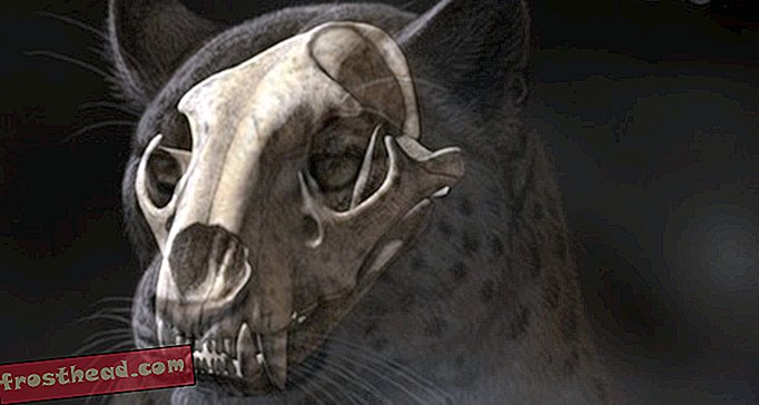 Ez a tibeti kicsomagolás nélküli fosszilis koponya a legrégebbi nagy macska, amit valaha találtak