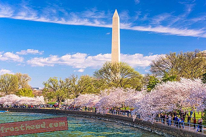 artikelen, reizen, Amerika, buitenshuis - Kersenbloesem voorspelling update: Wanneer zal Washington, DC Peak Bloom bereiken?