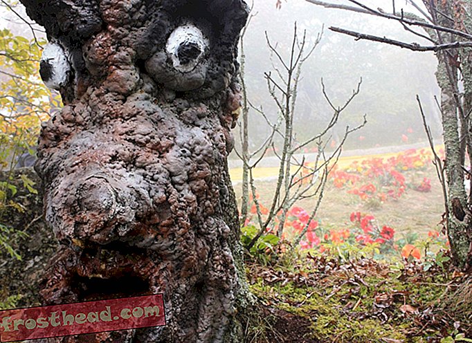 Pohon dengan muka dan poppy