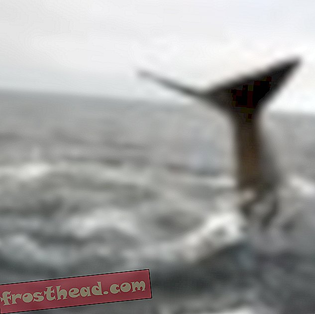 Promatranje kitova u Newfoundlandu