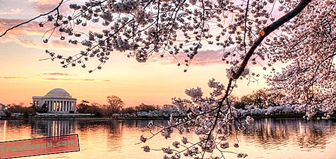 artículos, viajes, americas - Flores de cerezo de Washington, DC