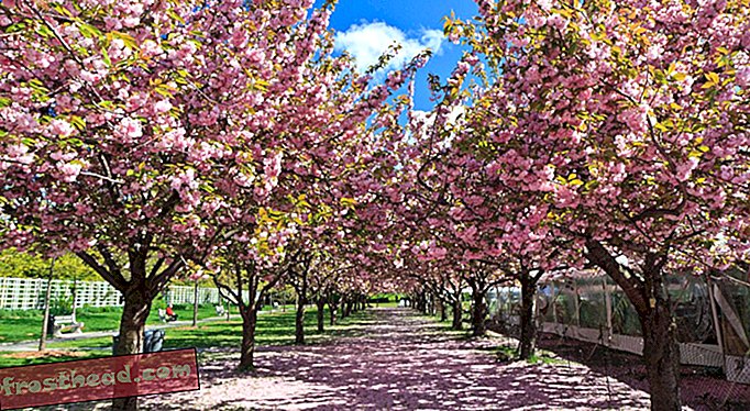 Kirsikka Esplanade