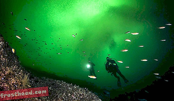 A búvárok úsznak a Puget Sound Rockfish között és egy csendes-óceáni heringképzés felhőjével a háttérben a smaragdzöld vízben, a Barkley Sound-ban, a British Columbia-ban.