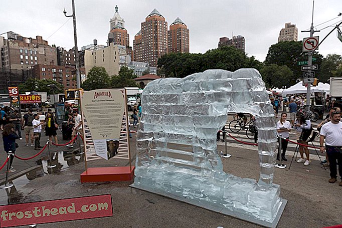 Kijk als deze levensgrote olifant ijssculptuur smelt in NYC