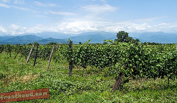 Vignobles à Kakheti.
