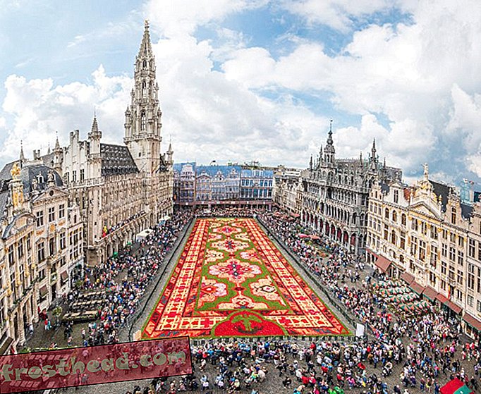 Et teppe på 750 000 blomster blomstrer i Belgia