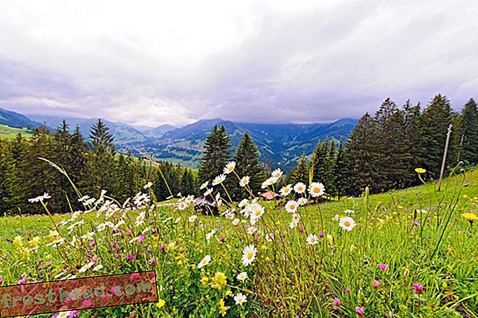 Sentier des fleurs d'Adelboden