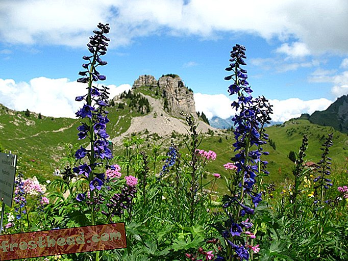 Les plus beaux jardins alpins de Suisse