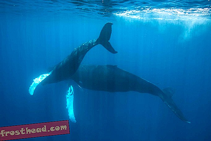 כיצד לאתר לווייתן מוסתר