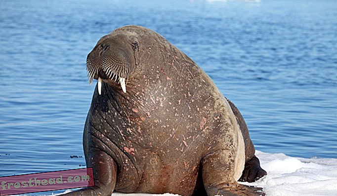 Тихоокеанският морж са известни със своите бивни на слонова кост и могат да бъдат намерени в Аляска.