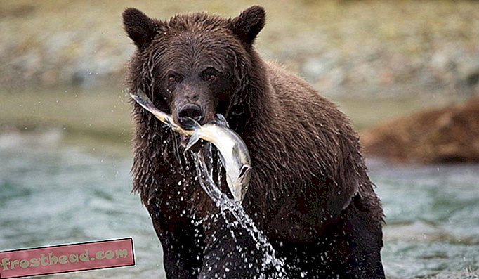 Κάποτε υπήρχαν περισσότεροι από 50.000 αρκούδες grizzly στη Βόρεια Αμερική. Σήμερα ο αριθμός αυτός μειώθηκε σε περίπου 1.800 στα χαμηλότερα 48 κράτη και 31.000 στην Αλάσκα.