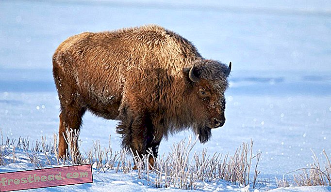 Bisons mit einem Gewicht von bis zu einer Tonne durchstreiften einst weite Teile der USA. Heute ist dieser schwerfällige Riese vorwiegend in den offenen Ebenen des Yellowstone-Nationalparks in Wyoming anzutreffen.