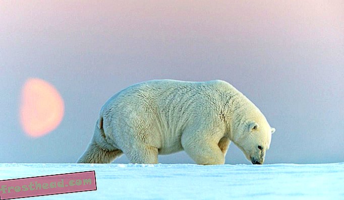 Eisbären können auch in Alaska und anderswo im Polarkreis gesichtet werden. Sie sind die größten fleischfressenden Landsäugetiere der Welt.