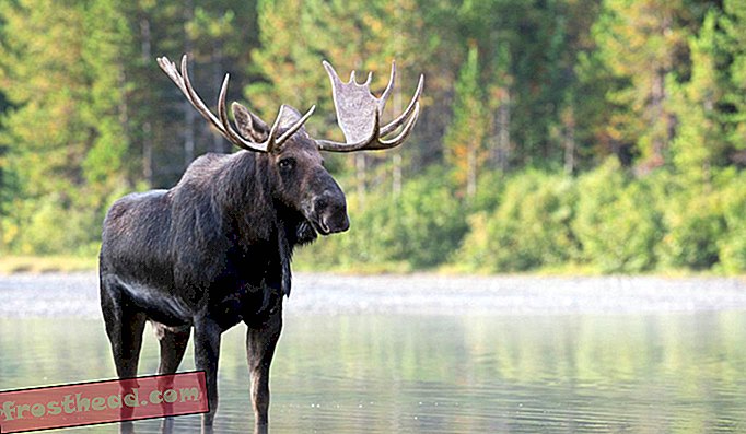Moose είναι οι μεγαλύτεροι συγγενείς σε ελάφια και μπορεί να βρεθεί στις βόρειες περιοχές των Ηνωμένων Πολιτειών και στην Αλάσκα.