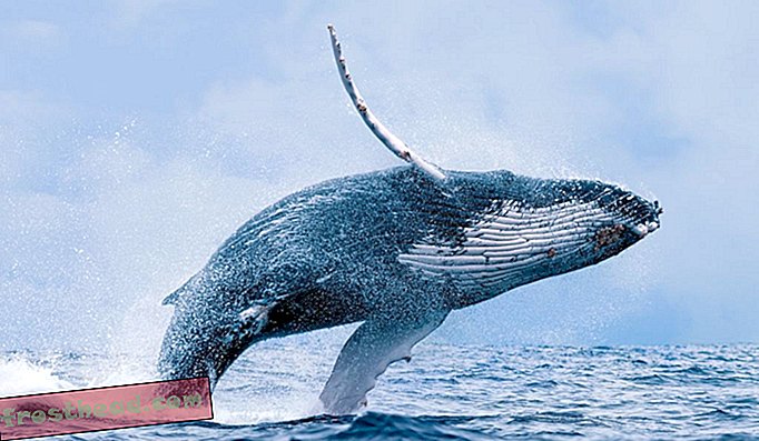 Grbavi kitovi dnevno mogu pojesti do 3000 kilograma hrane, što uključuje plankton i male ribe.