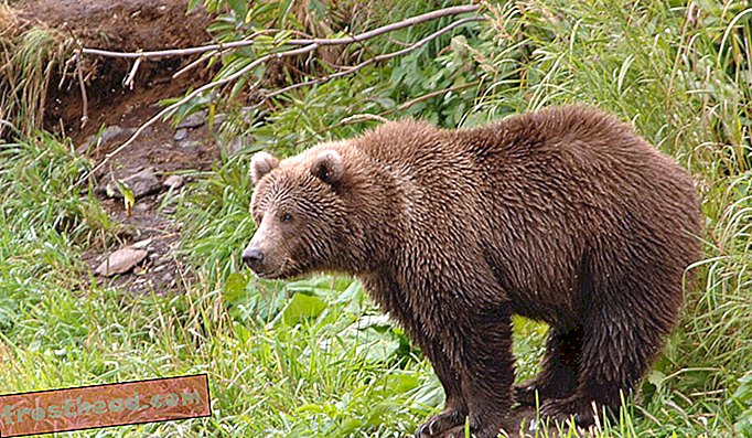 Les ours Kodiak hibernent généralement huit mois par an.