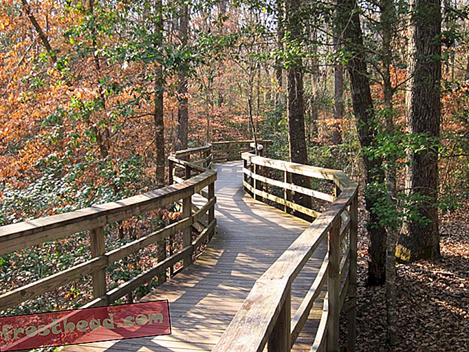 Congaree National Park Wilderness