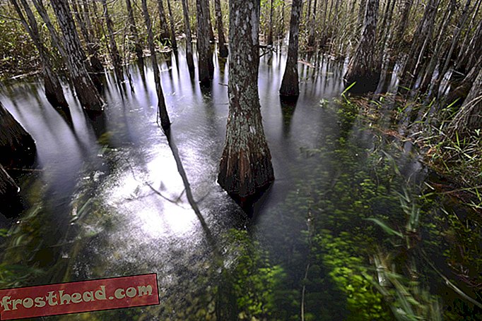 статии, пътувания, Съединени щати, Флорида - Marjory Stoneman Douglas Wilderness, Национален парк Everglades