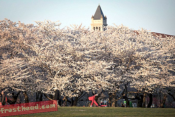 artikkelit, matkailu, yhdysvallat - Katso viimeksi Washington DC: n kirsikankukkia (valokuvat)