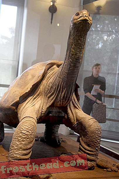 Lonesome George, la dernière tortue de son genre, est exposé à titre posthume à New York