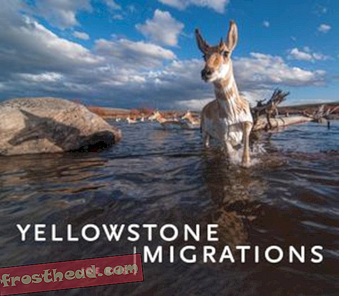 artiklid, reisimine - Fotod dokumenteerivad dramaatilisi looduslike loomade rändeid üle Yellowstone'i