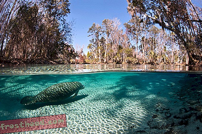 artikkelit, matka - Yhdysvalloissa on vain yksi paikka, jossa on laillista uida villien manaattien kanssa