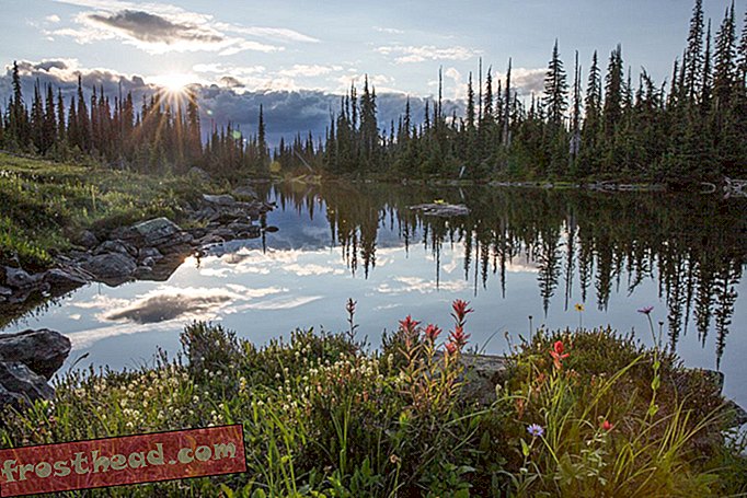 Valokuvaajan pyrkimys dokumentoida viimeinen sademetsä Caribou