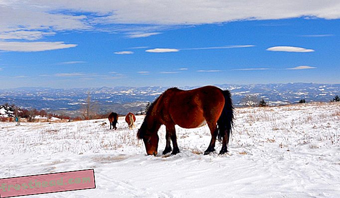 članci, putovanja - Jedino mjesto na stazi Appalachian gdje možete vidjeti divlje ponije