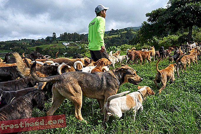 Ce paradis costaricien abrite plus de 1 000 chiens errants