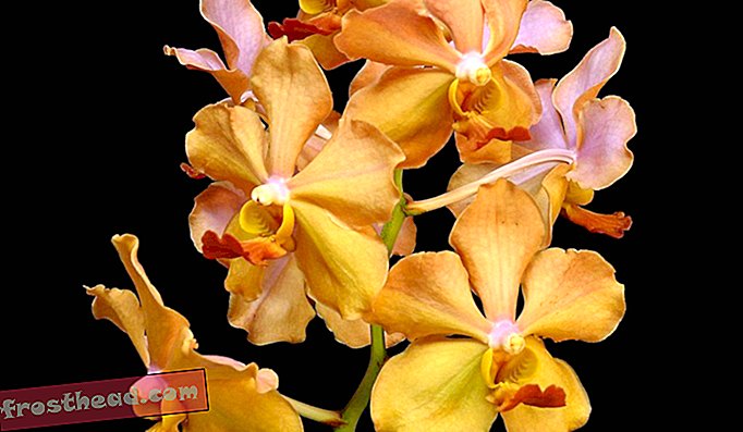 Over 60.000 planter blomstrer inde i verdens største orkidehaven