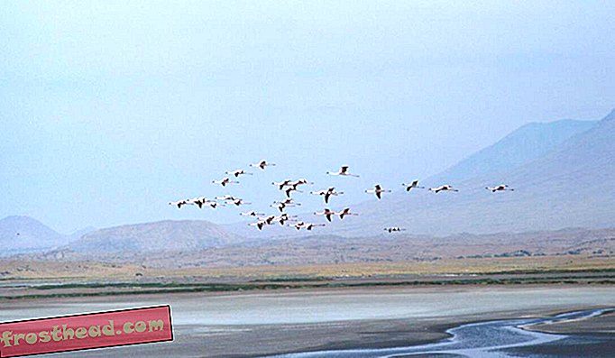 Flamingos fliegen über den Natronsee.